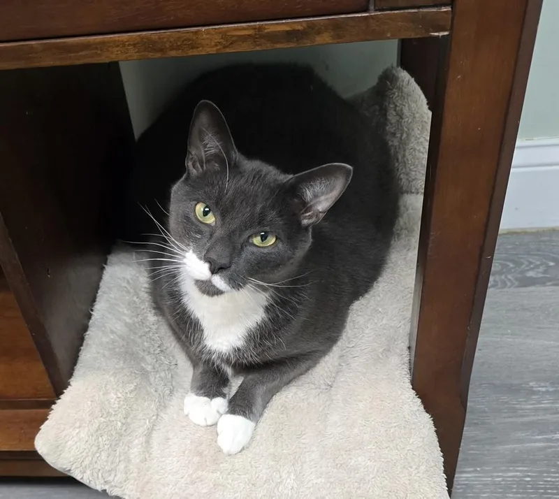 An adult large-sized male Gray & White Domestic Short Hair cat named W Mr. Mittens for adoption in Southbury, CT