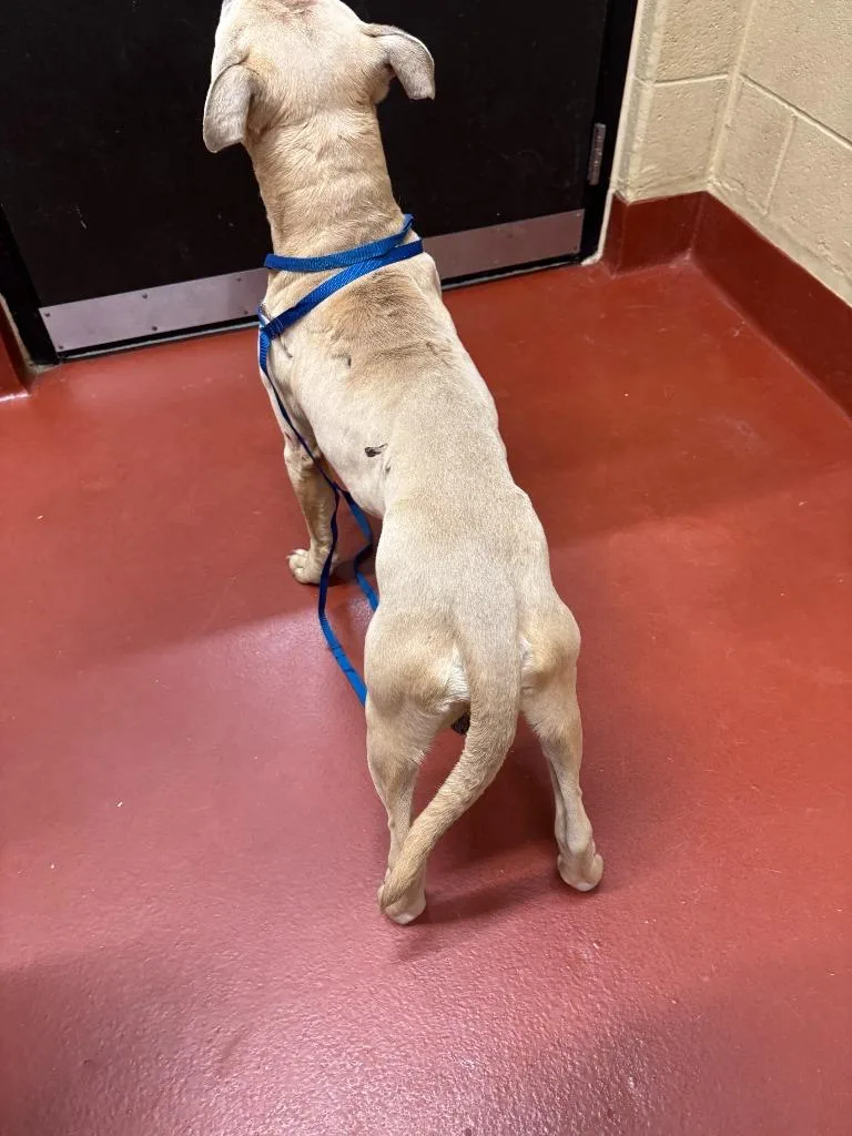 Goldberg thumbnail 2