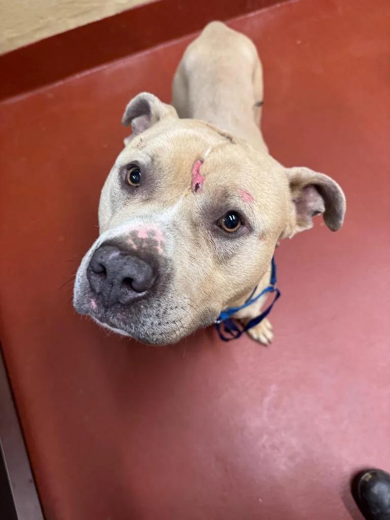 Goldberg thumbnail 3