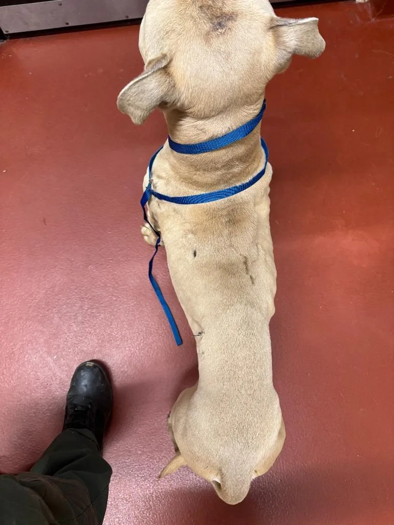 Goldberg thumbnail 4