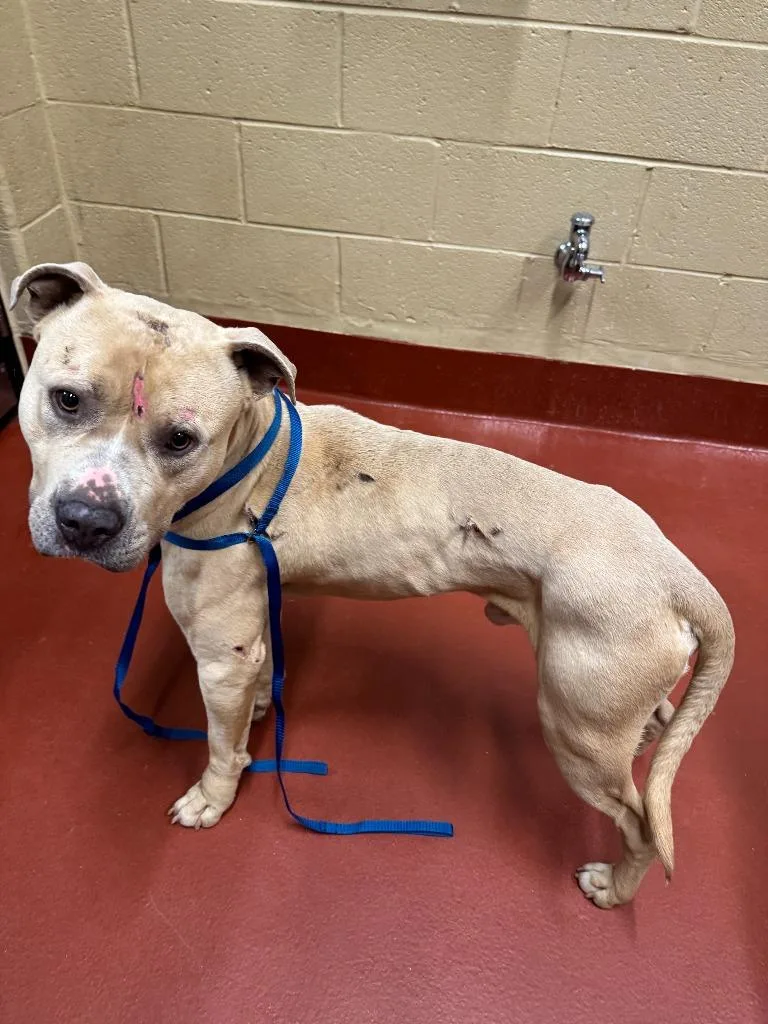 Goldberg thumbnail 5