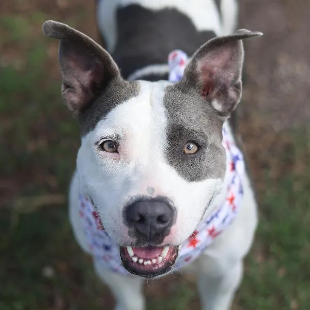 A young medium-sized female American Staffordshire Terrier dog named Amber for adoption in San Antonio, TX
