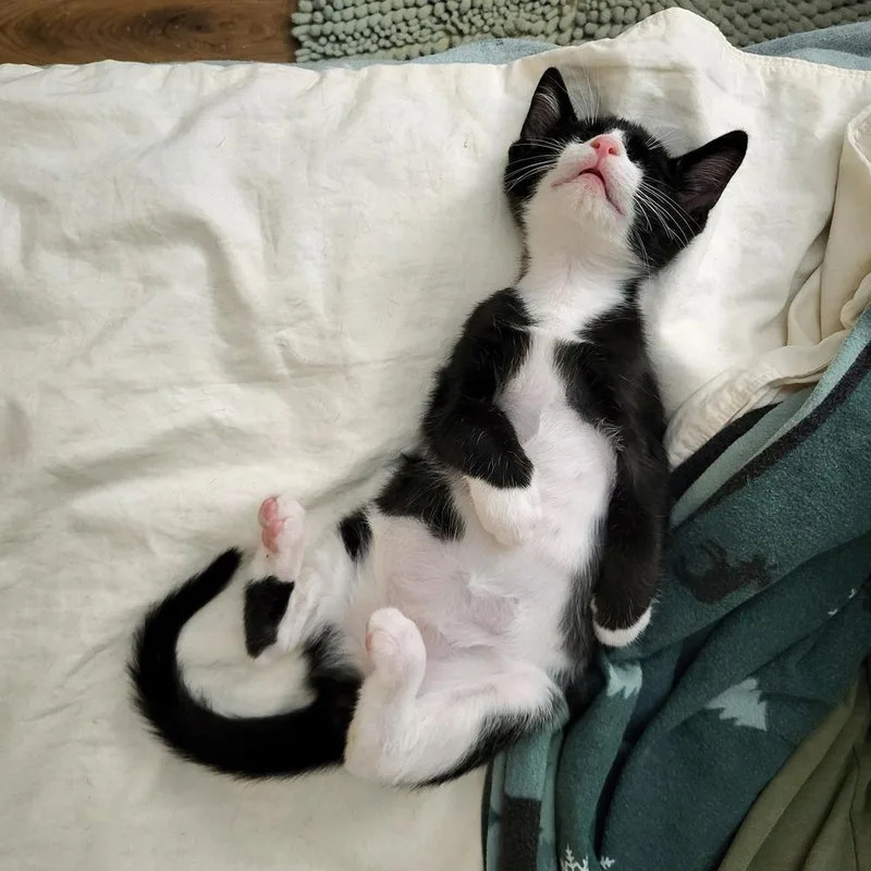 A baby medium-sized male Black & White / Tuxedo Domestic Short Hair cat named Monty for adoption in Chicago, IL