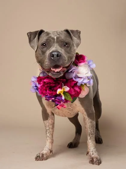 Princess thumbnail 2