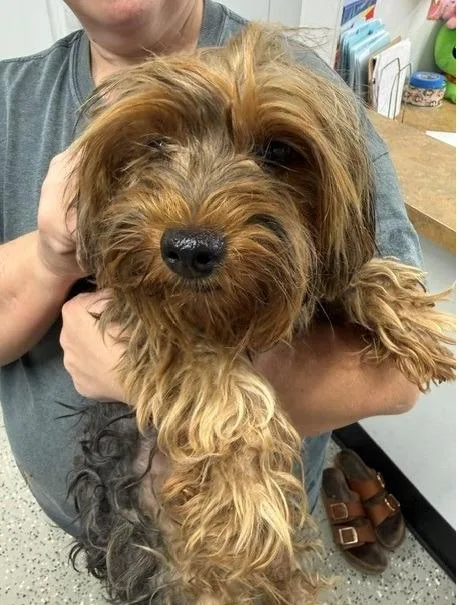 An adult small-sized female Yorkshire Terrier dog named Lilac for adoption in Thompson Falls, MT