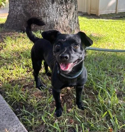 An adult small-sized male Terrier dog named Scampi for adoption in Honolulu, HI
