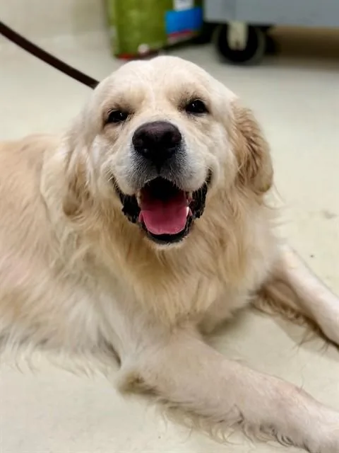 An adult large-sized male Yellow / Tan / Blond / Fawn Golden Retriever dog named Casper for adoption in Columbia, MD