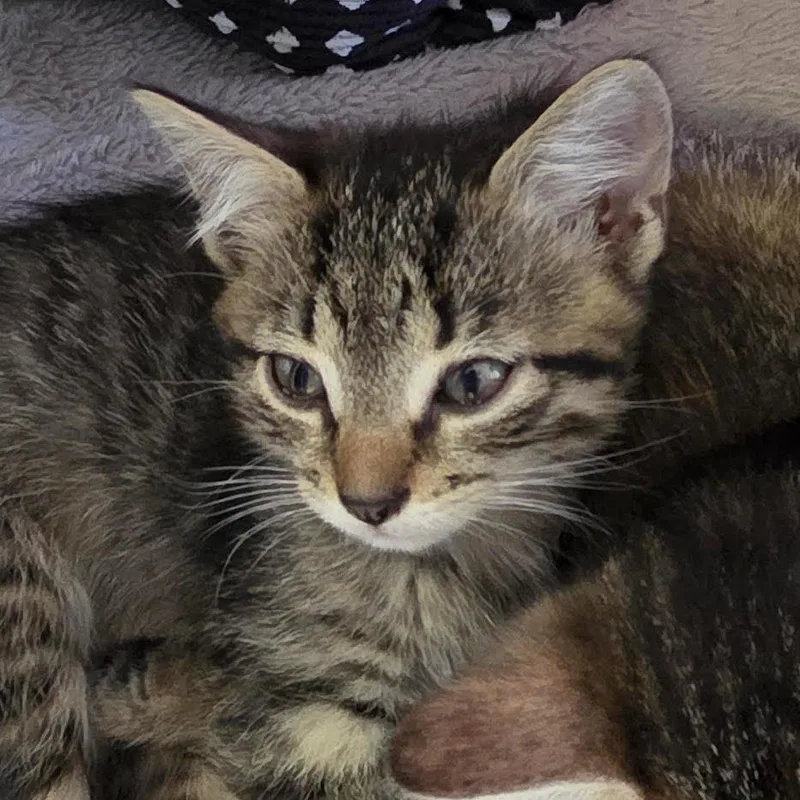 A baby small-sized male Gray / Blue / Silver Domestic Short Hair cat named Speedway for adoption in Camden, DE