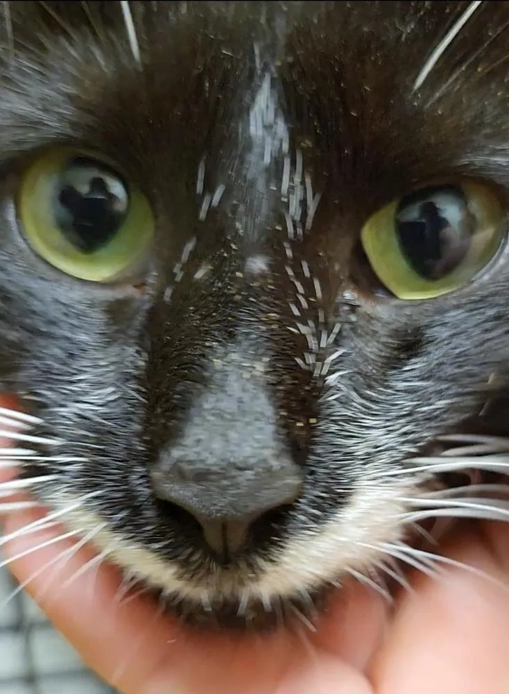 Bonnie Blue thumbnail 2