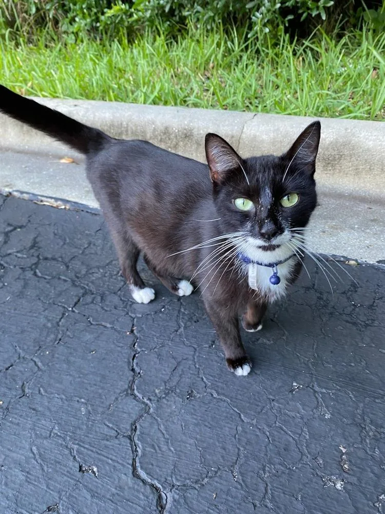 Bonnie Blue thumbnail 3