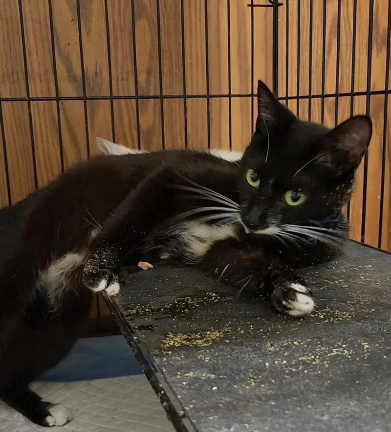 Bonnie Blue thumbnail 6