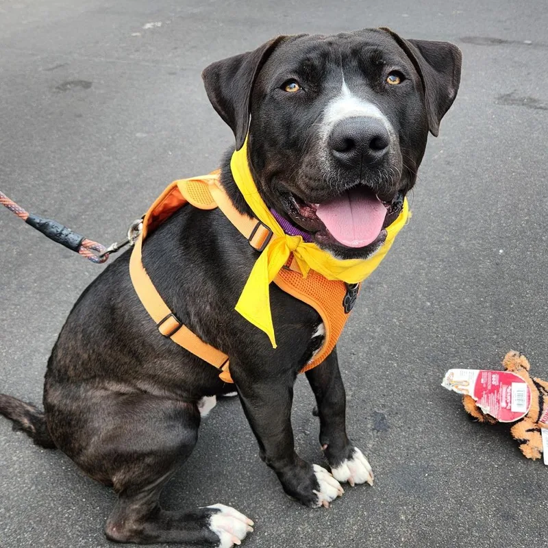 Rufus Traveler thumbnail 2