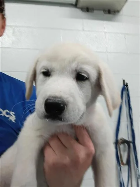 A baby small-sized female Labrador Retriever dog named Dakota for adoption in Corpus Christi, TX