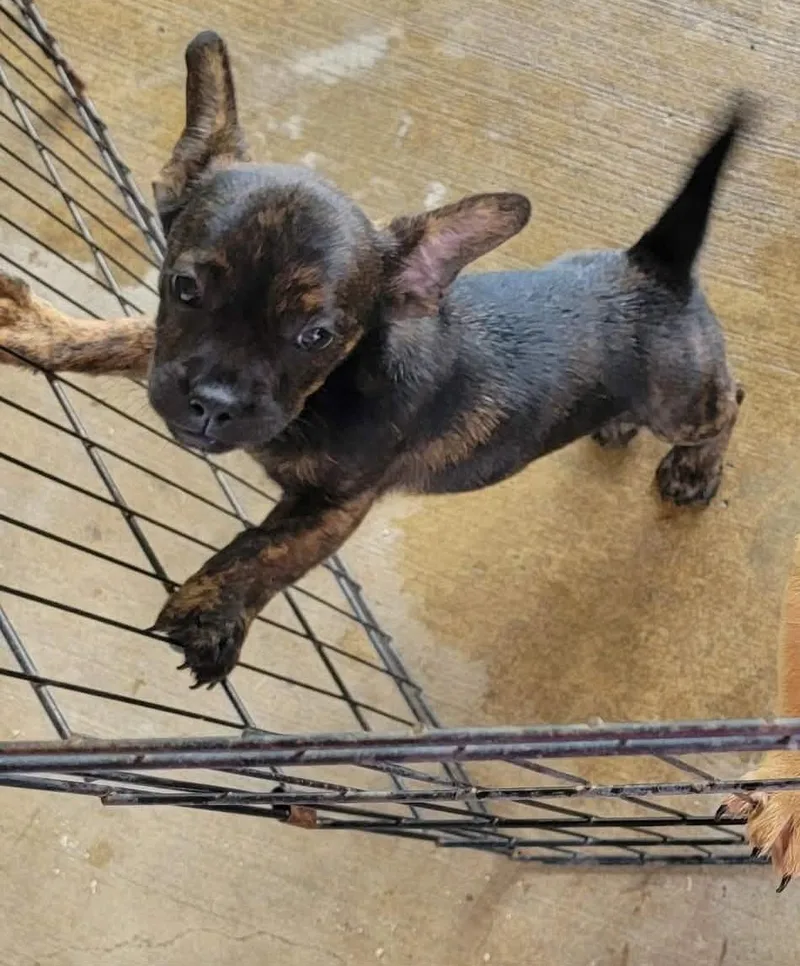 A young small-sized male Brindle French Bulldog dog named Brent for adoption in Van Alstyne, TX