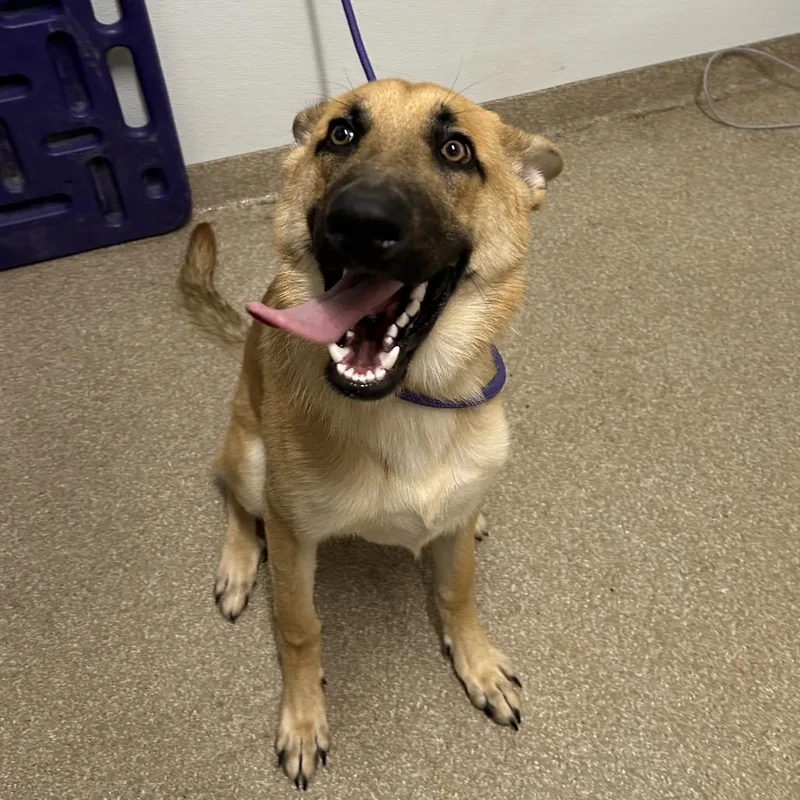 A young medium-sized male Yellow / Tan / Blond / Fawn Shepherd dog named King for adoption in League City, TX