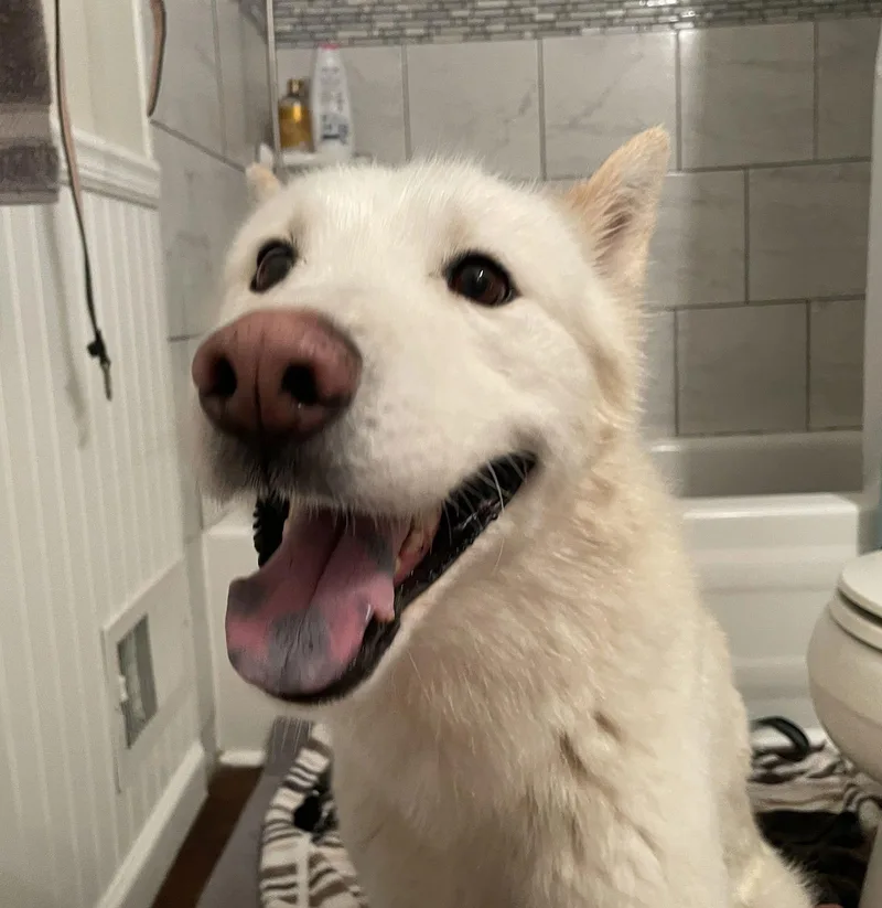 Triscuit thumbnail 2