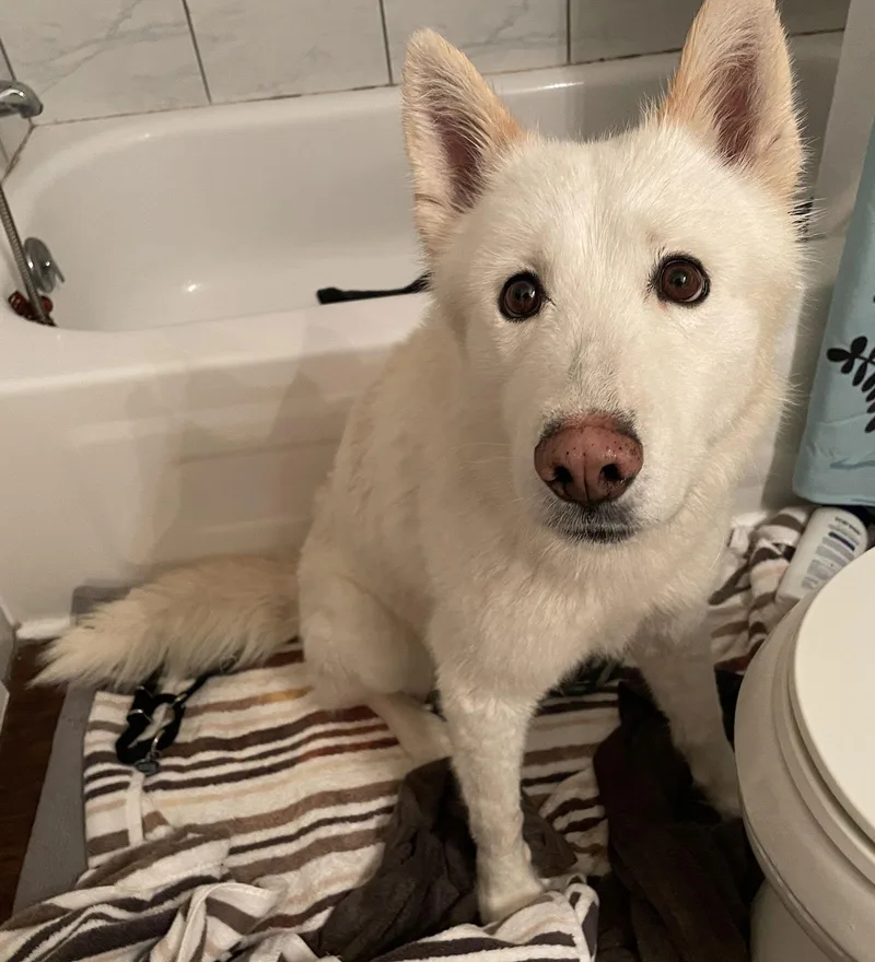 Triscuit thumbnail 3