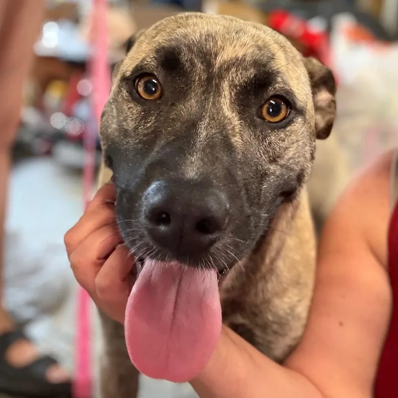 A young medium-sized female Gray / Blue / Silver Anatolian Shepherd dog named Freya for adoption in Greenfield, IN