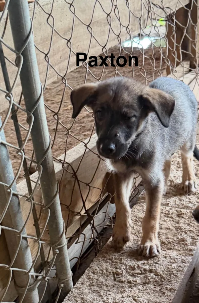 Paxton