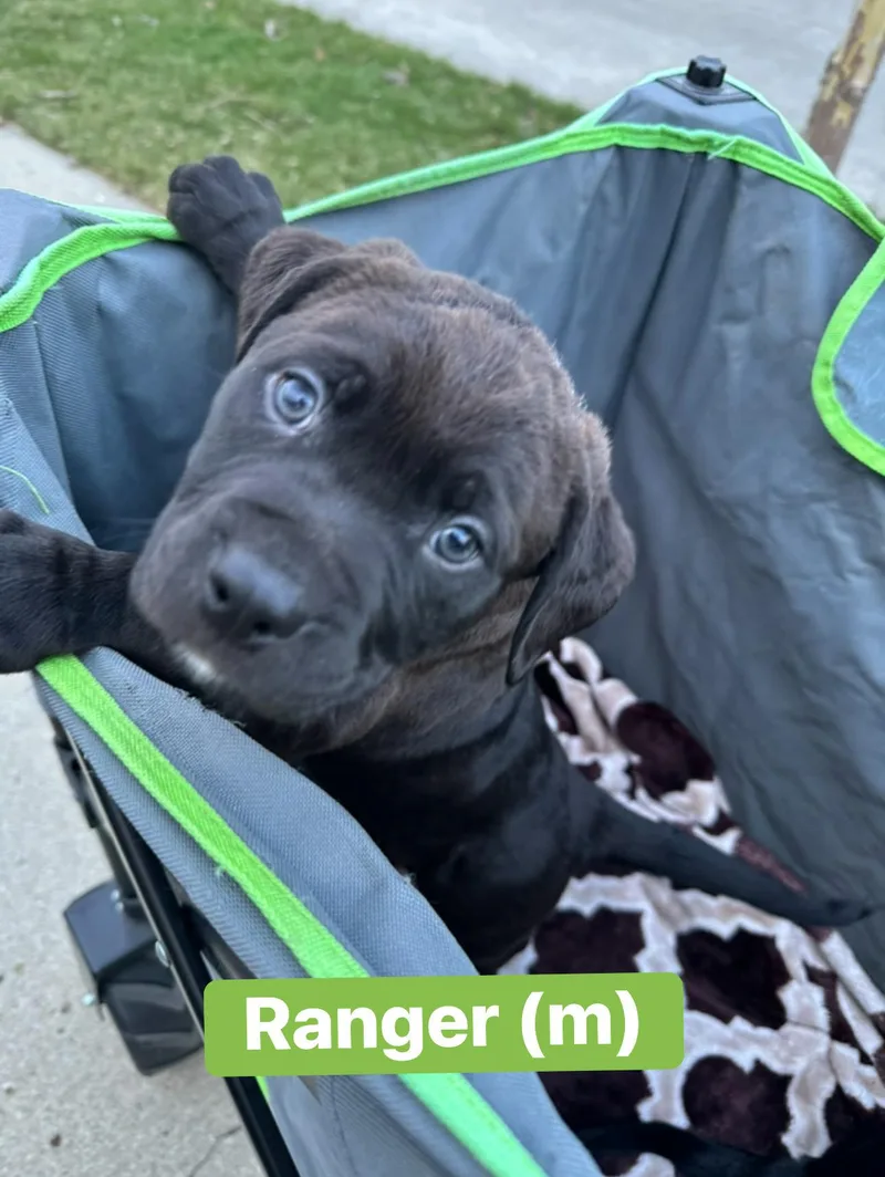 Ranger