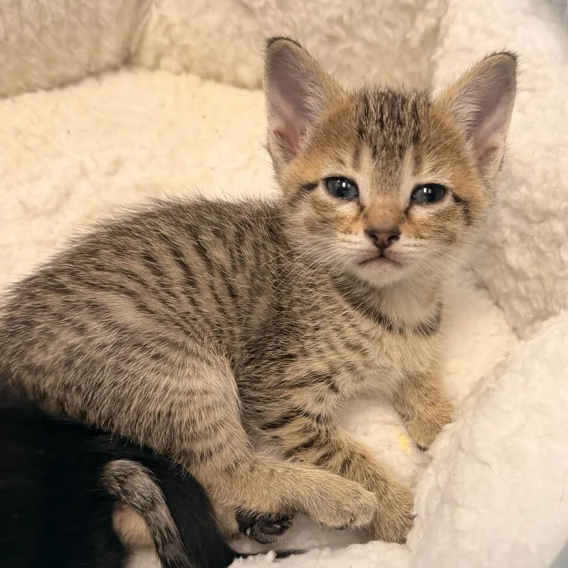 A baby small-sized female Brown / Chocolate American Shorthair cat named Mug for adoption in Freeport, FL