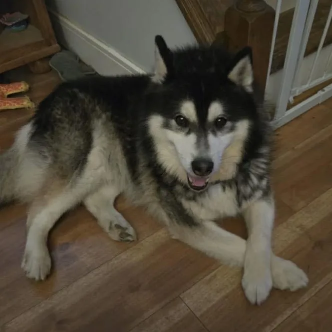Loki