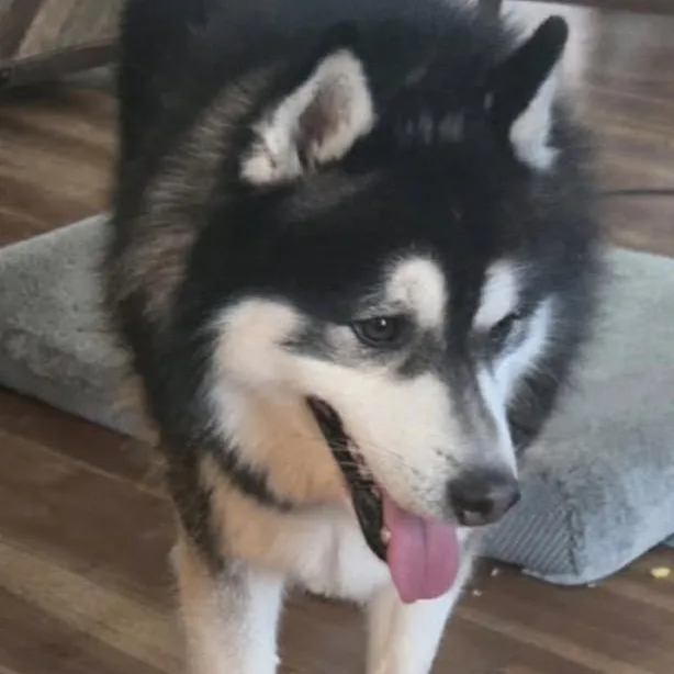 Loki thumbnail 3