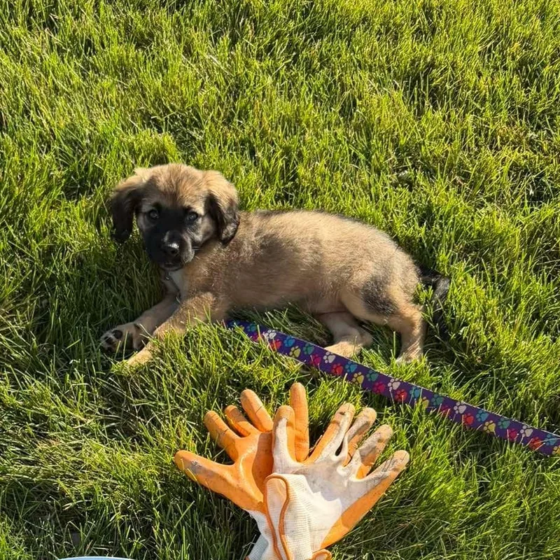 A baby medium-sized female Tricolor (Brown, Black, & White) Australian Cattle Dog / Blue Heeler dog named Lady for adoption in Rochester, NY