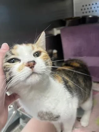 An adult small-sized female Brown / Chocolate Domestic Short Hair cat named Cathy Moriarty for adoption in Kansas City, MO