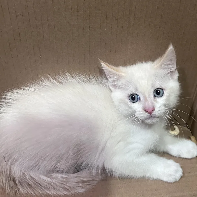 A baby small-sized male Flame Point Siamese cat named Watson Chino Hills Location for adoption in Chino Hills, CA