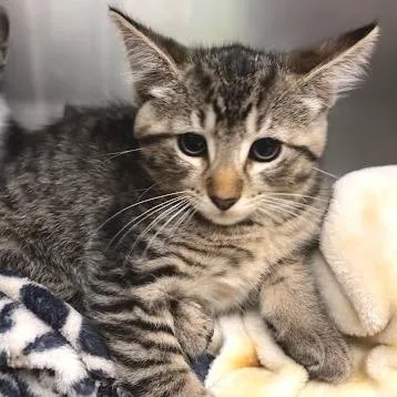A baby small-sized male Gray / Blue / Silver Domestic Short Hair cat named Lorcan for adoption in Belleville, IL