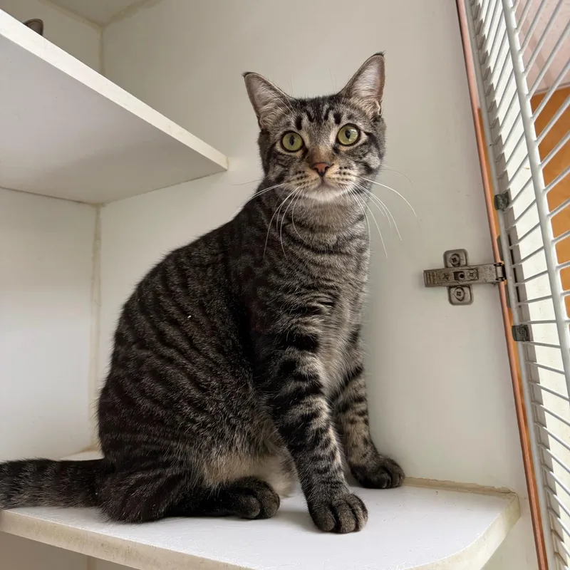 A young small-sized male Tabby (Gray / Blue / Silver) Domestic Short Hair cat named Chipmunk for adoption in Kent, WA