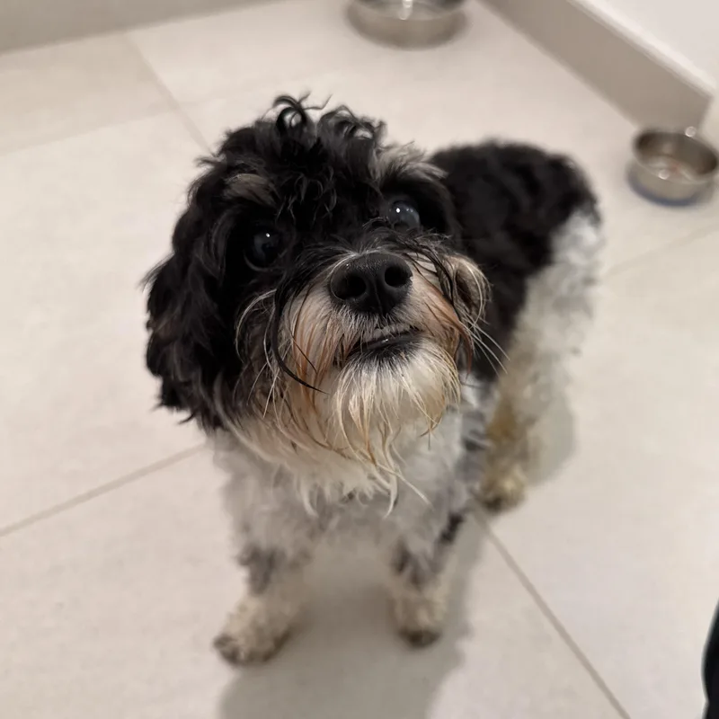 A young small-sized male Tricolor (Brown, Black, & White) Shih poo dog named Professor for adoption in Evanston, IL