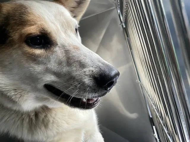 A young large-sized male Mixed Breed dog named Coyote for adoption in Dallas, TX