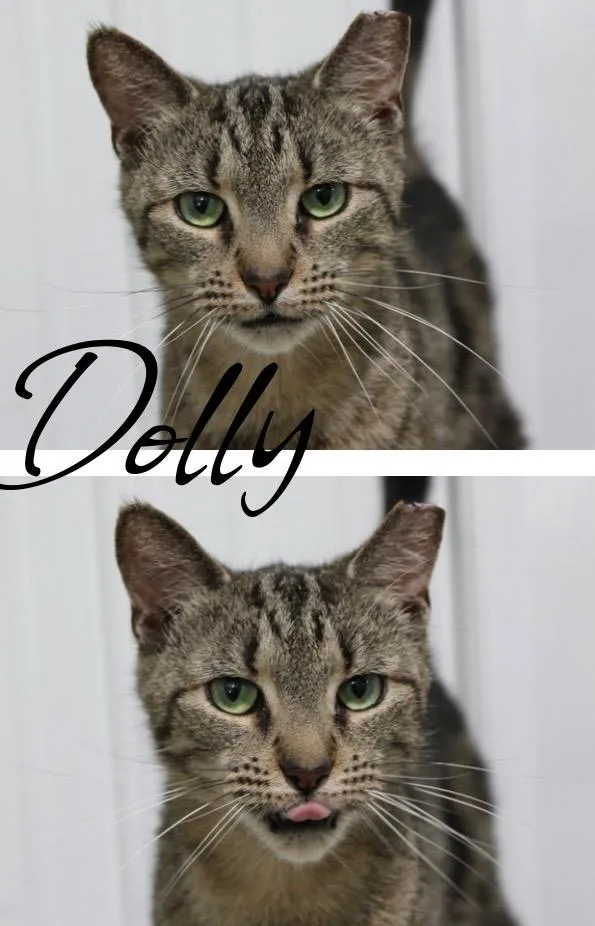 An adult medium-sized female Domestic Short Hair cat named Dolly for adoption in Pierceton, IN