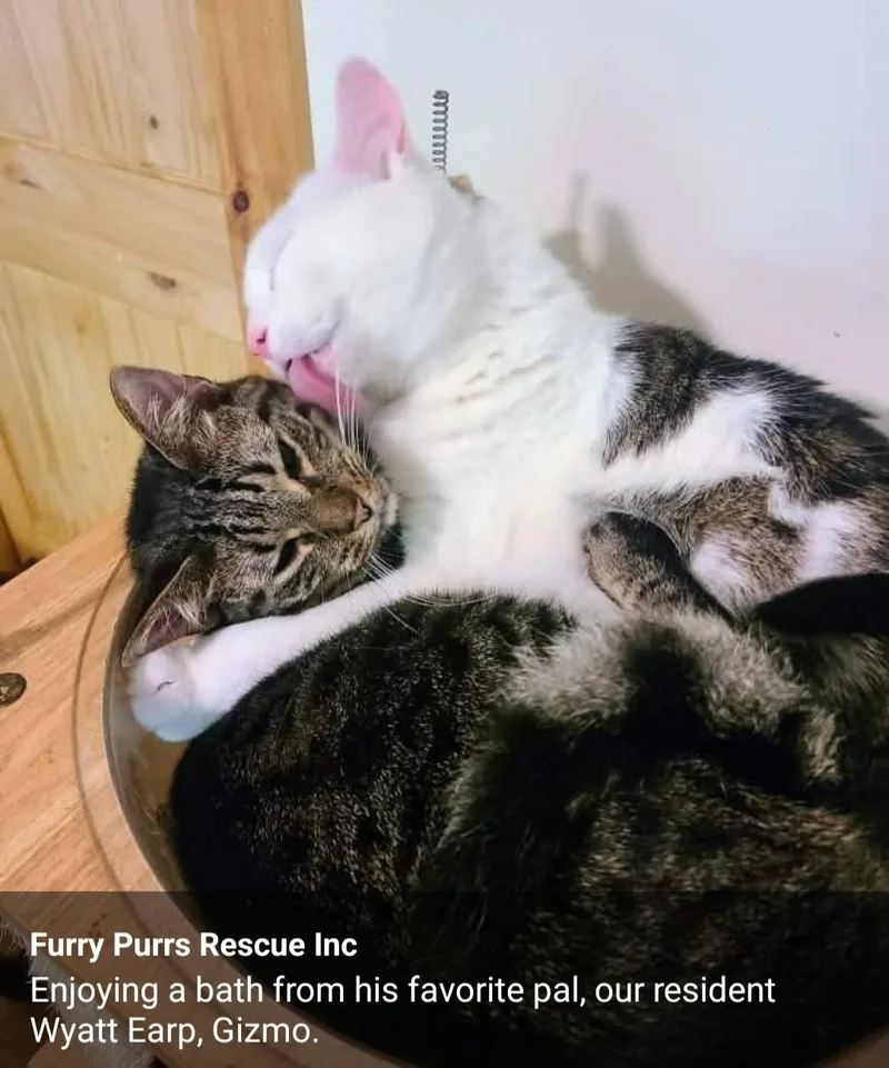 Huckleberry thumbnail 2