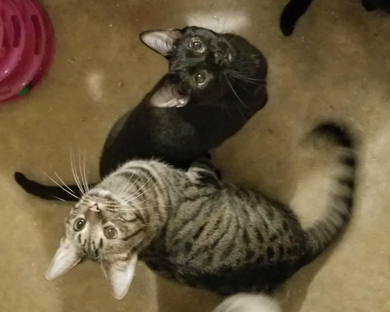 Huckleberry thumbnail 3