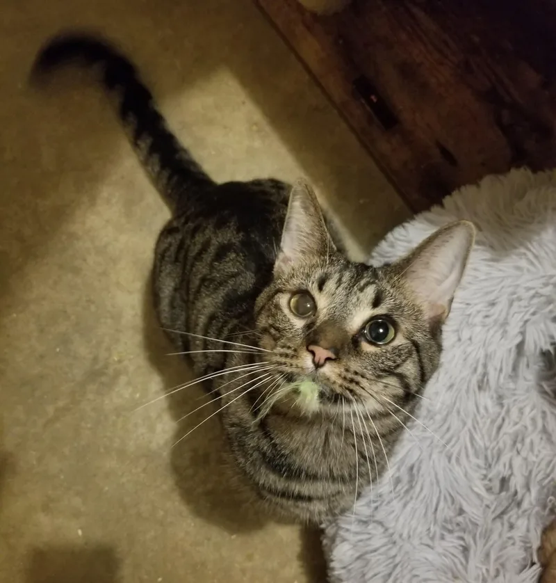 Huckleberry thumbnail 4