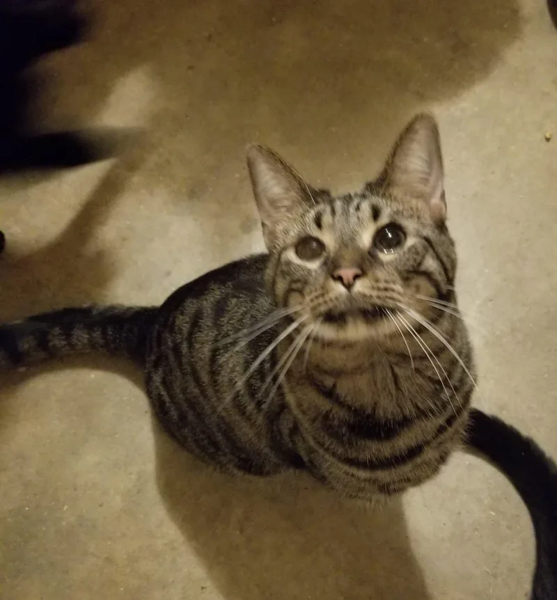 Huckleberry thumbnail 5