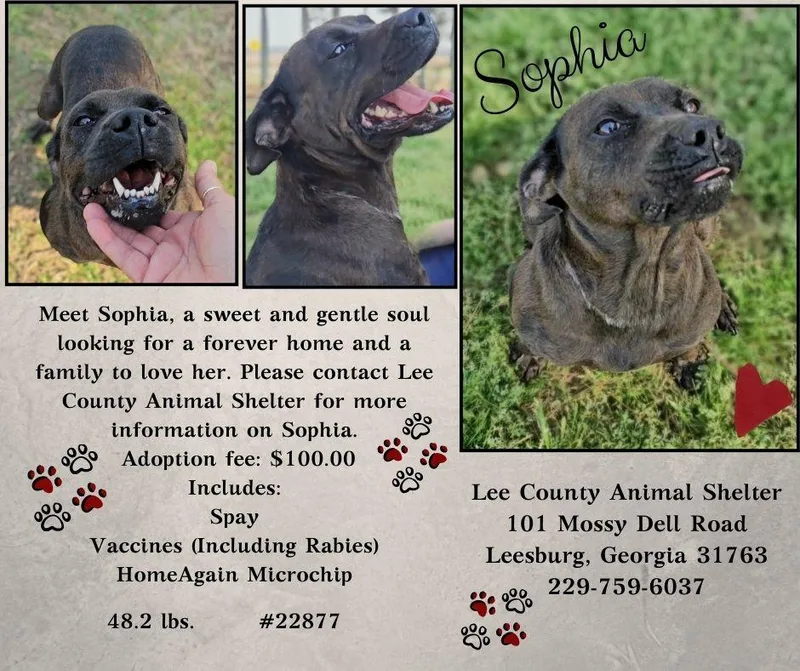 Sophia