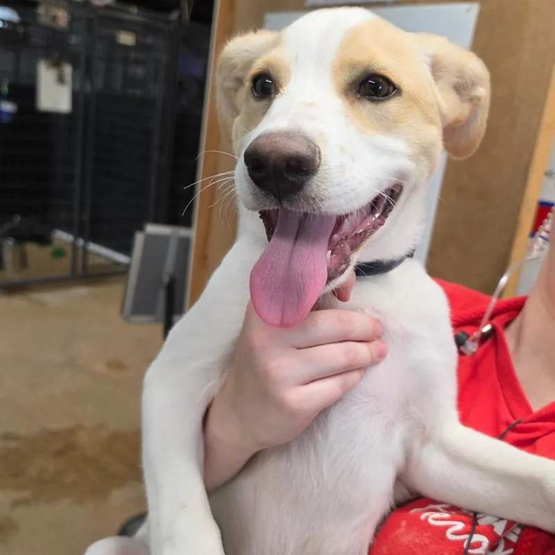 A baby medium-sized male White / Cream Mixed Breed dog named Johnny Cash for adoption in Leander, TX