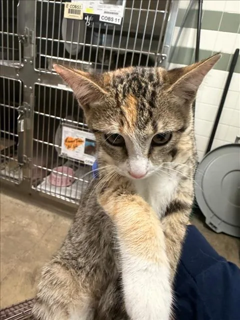 A baby medium-sized female Domestic Short Hair cat named Princess Peach for adoption in Van Nuys, CA