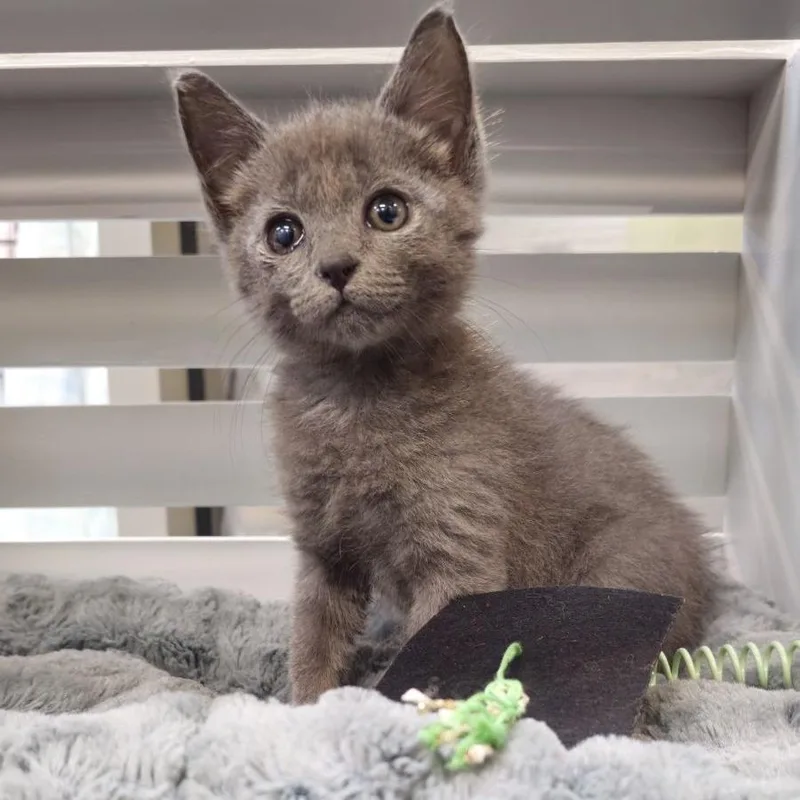 A baby small-sized female Gray / Blue / Silver Domestic Short Hair cat named Chaka for adoption in Lynchburg, VA