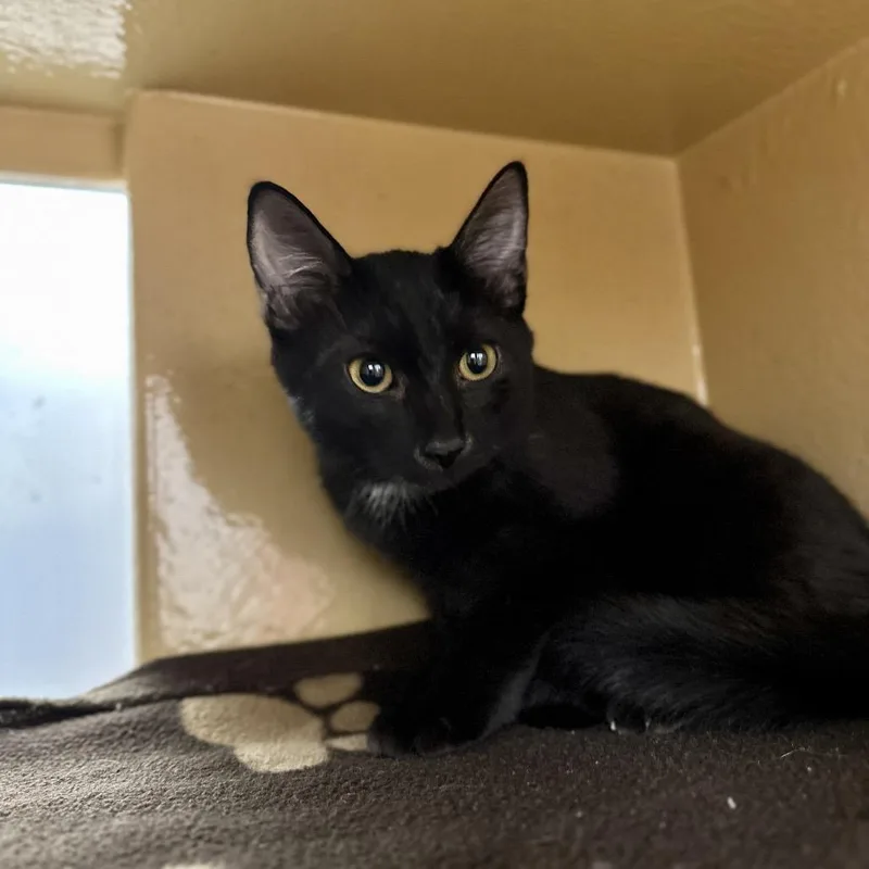 A young small-sized male Domestic Short Hair cat named Dash for adoption in Spokane, WA