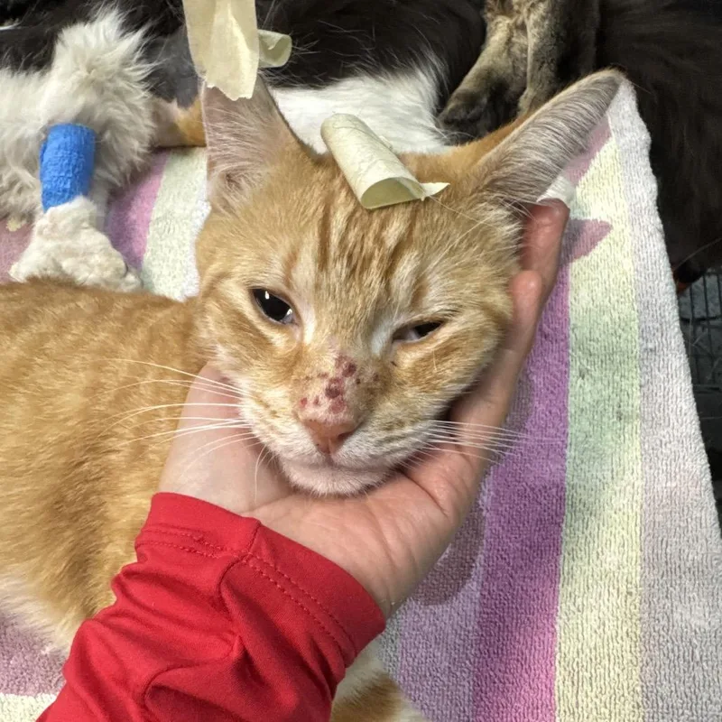 An adult medium-sized male Orange / Red Domestic Short Hair cat named Noah for adoption in Las Vegas, NV
