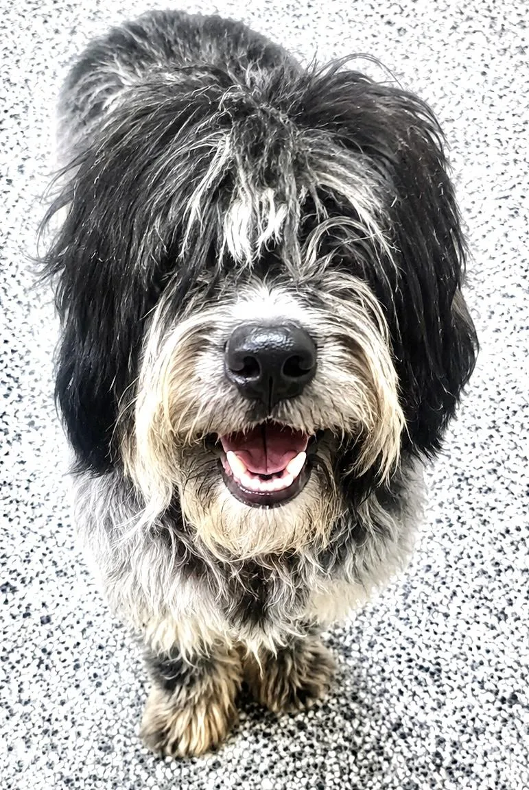 A young medium-sized female Black Mixed Breed dog named River for adoption in Westfield, NY