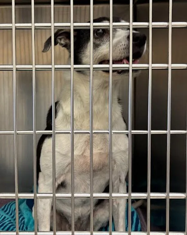 An adult medium-sized female Rat Terrier dog named Kylie for adoption in Austin, TX