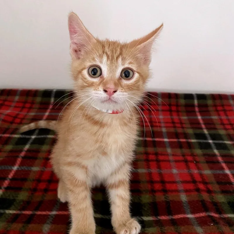 A baby small-sized male Orange / Red Domestic Short Hair cat named Ferrari for adoption in Green Bay, WI