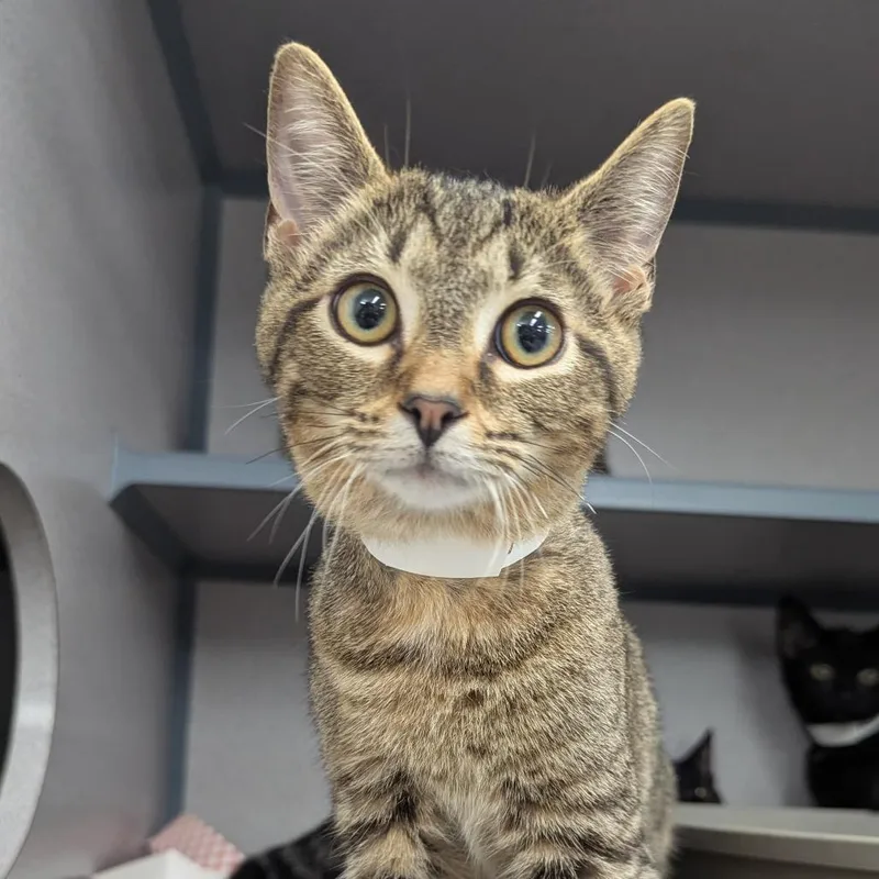 A baby medium-sized male Brown / Chocolate Domestic Short Hair cat named Accio for adoption in Evansville, IN