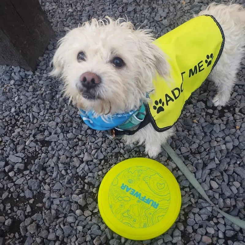 An adult small-sized male White / Cream Poodle dog named Shadow for adoption in Bend, OR